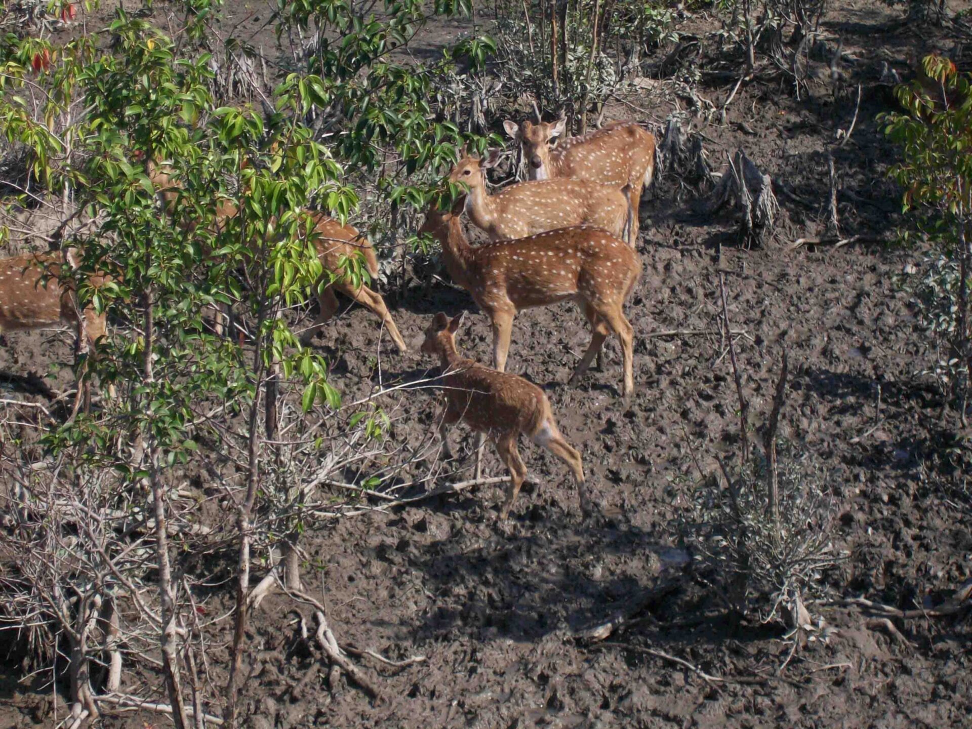 Deer watch at Sundarban mangrove Forest