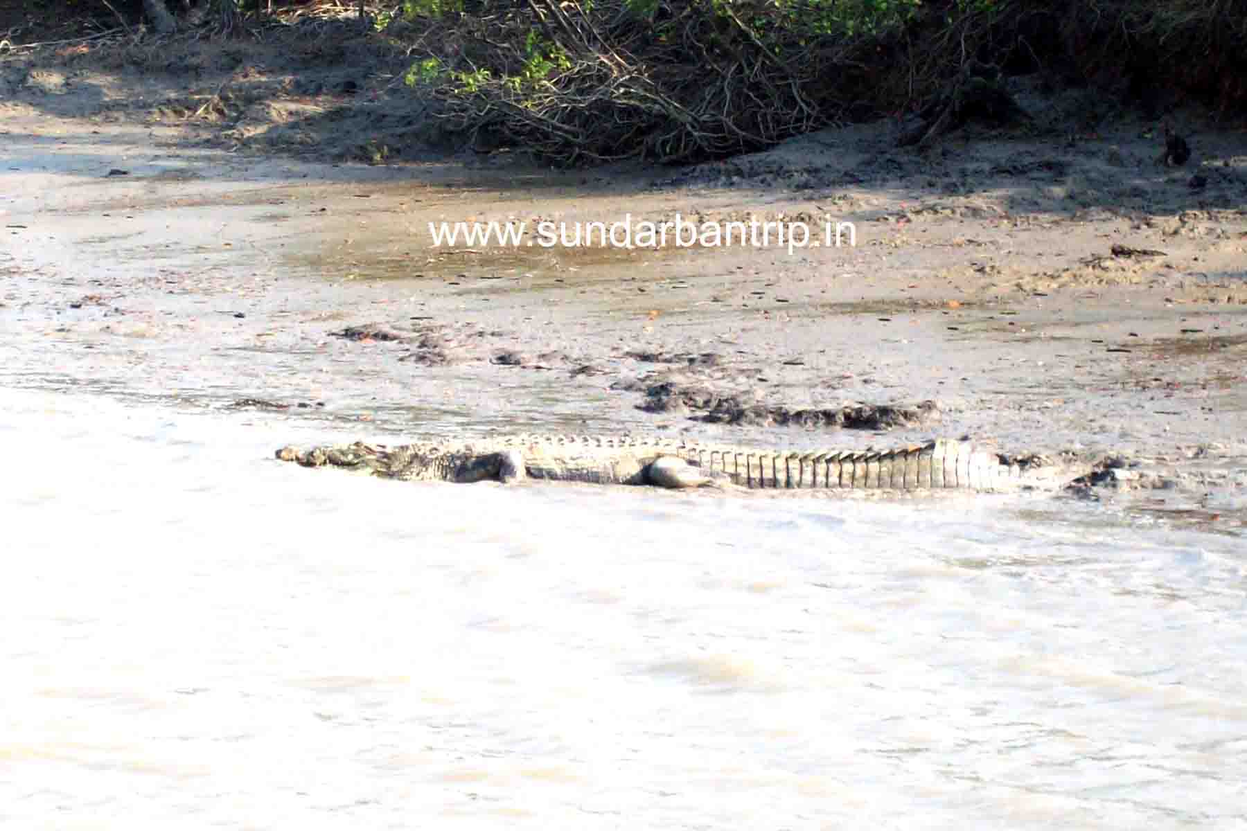 Crocodile Sundarban Trip