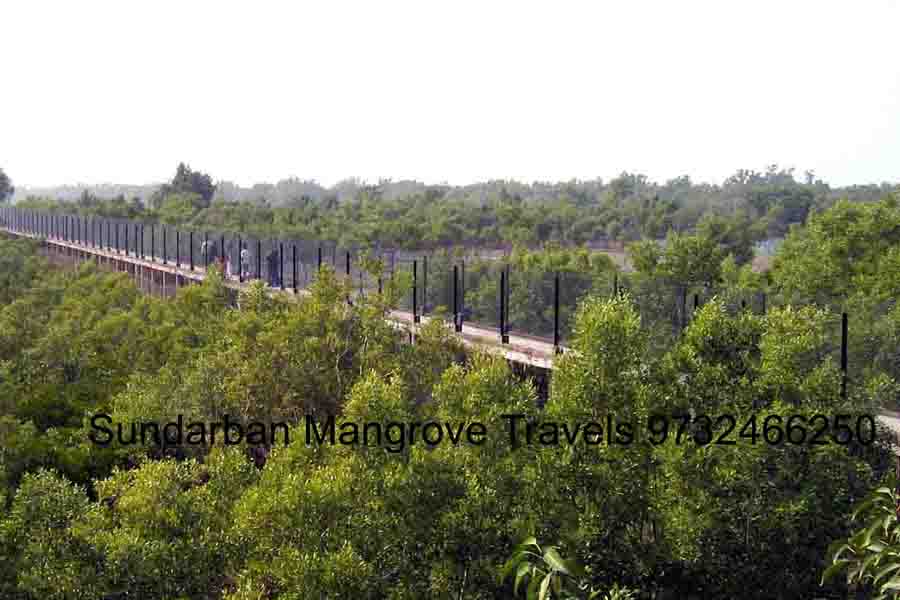 Sundarban Canopy Walk Trip