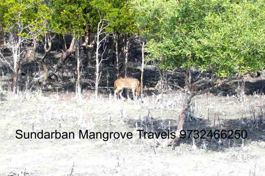 Sundarban Deer Trip
