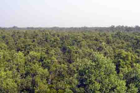 MANGROVE FOREST