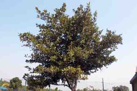 SUNDARI TREE