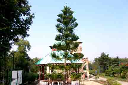 Sundarban Camp Tree