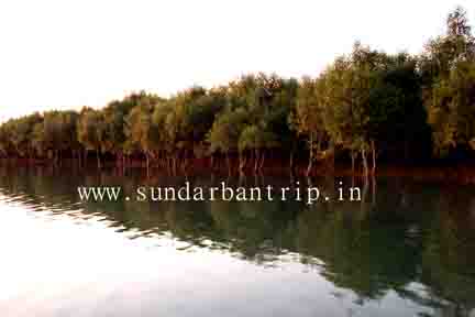 Sundarban Mangrove Forest