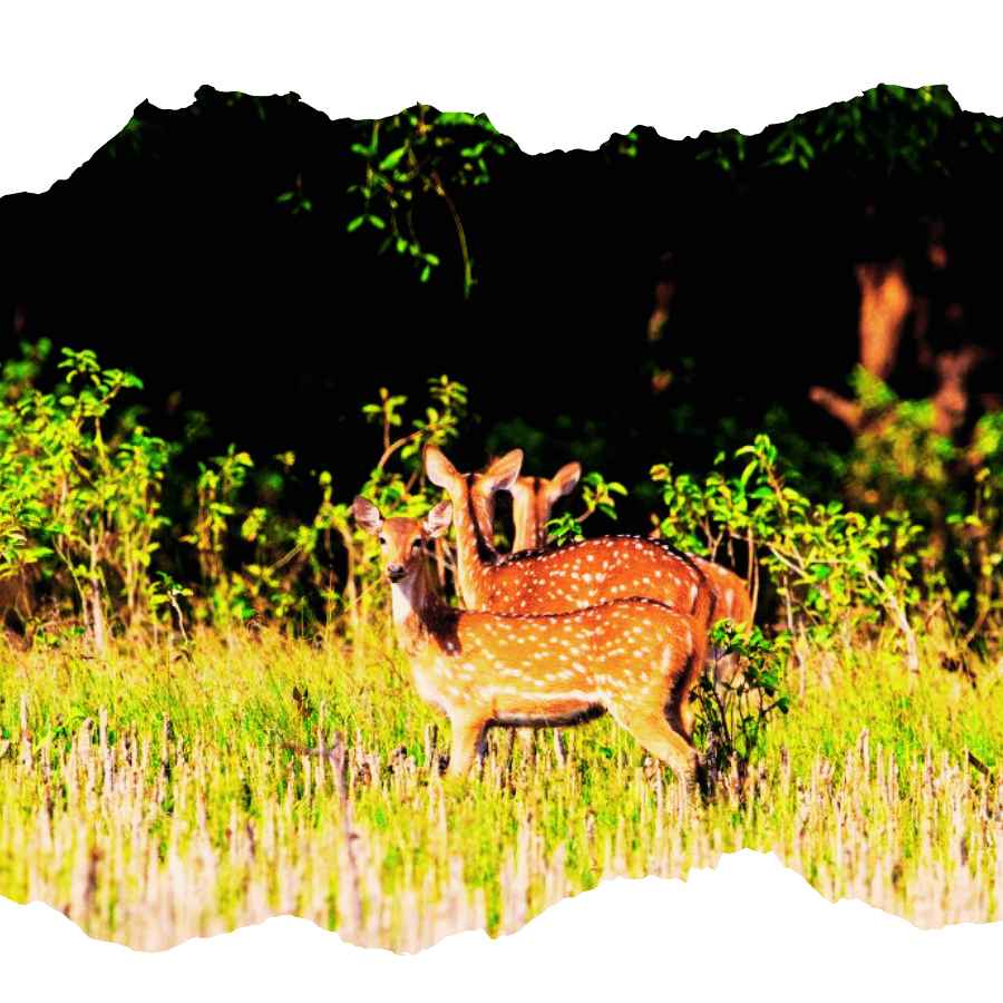 School students exploring Sundarban mangrove forest during excursion trip