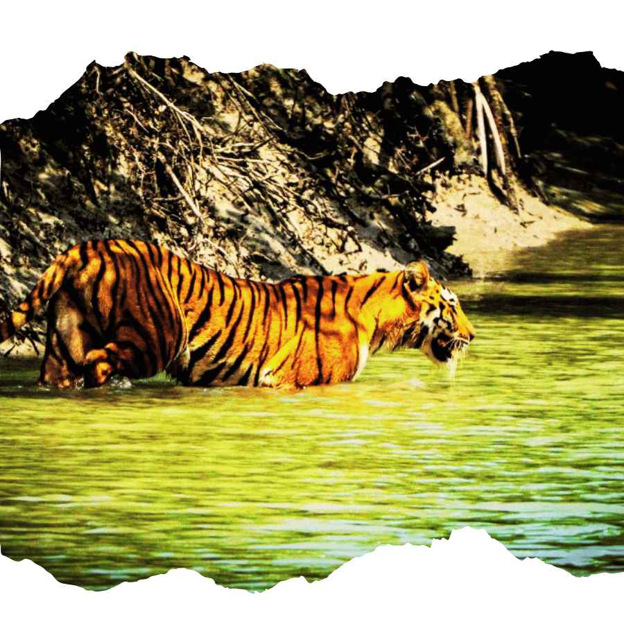 Student excursion trip to Sundarban mangrove forest educational tour