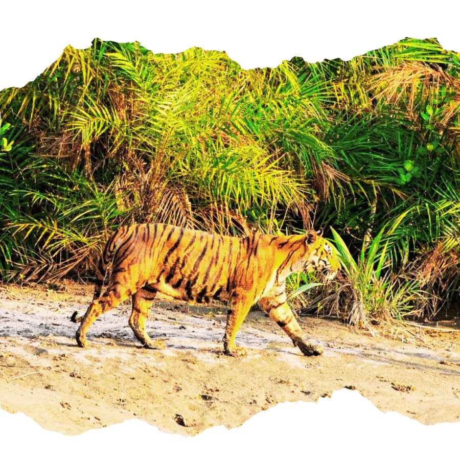 sundarban tiger adventure tour