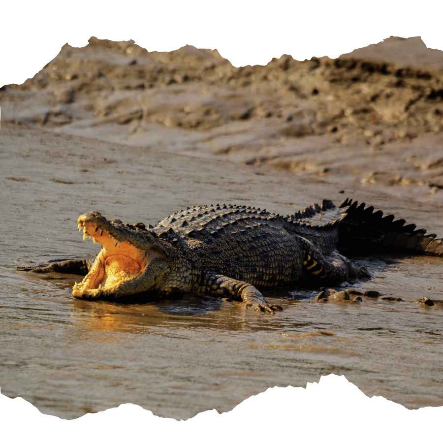 sundarban crocodile view safari tour