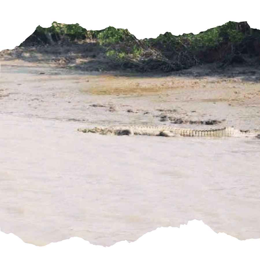 sundarban crocodile getting down in water