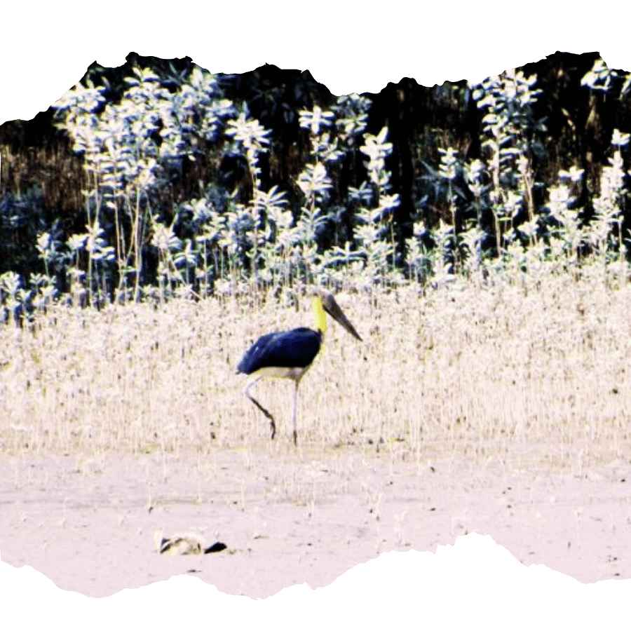 migrant bird in sundarban trip