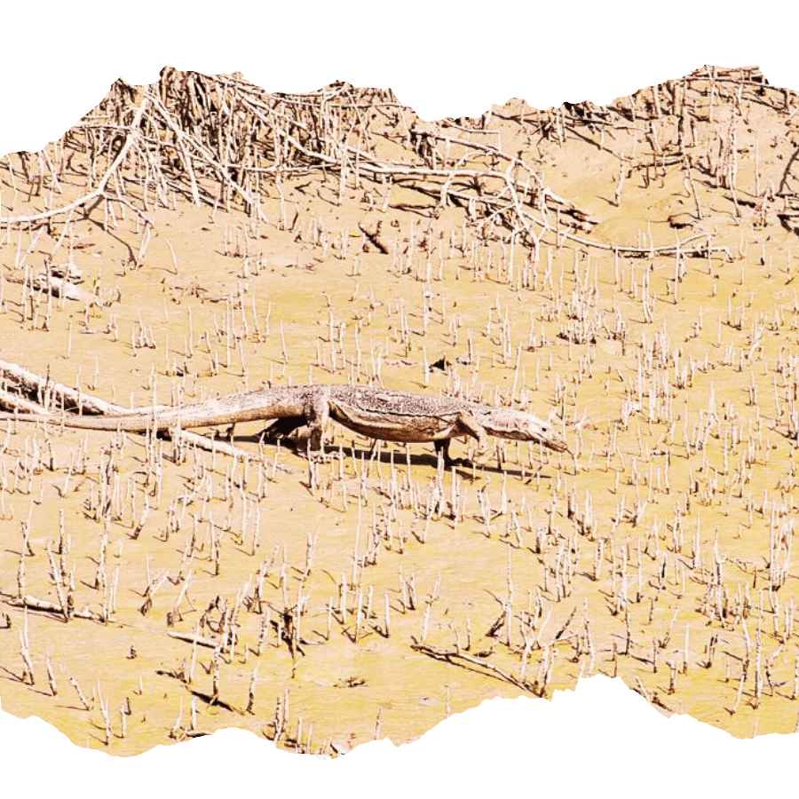 eco tourism experience in Sundarban mangrove forest