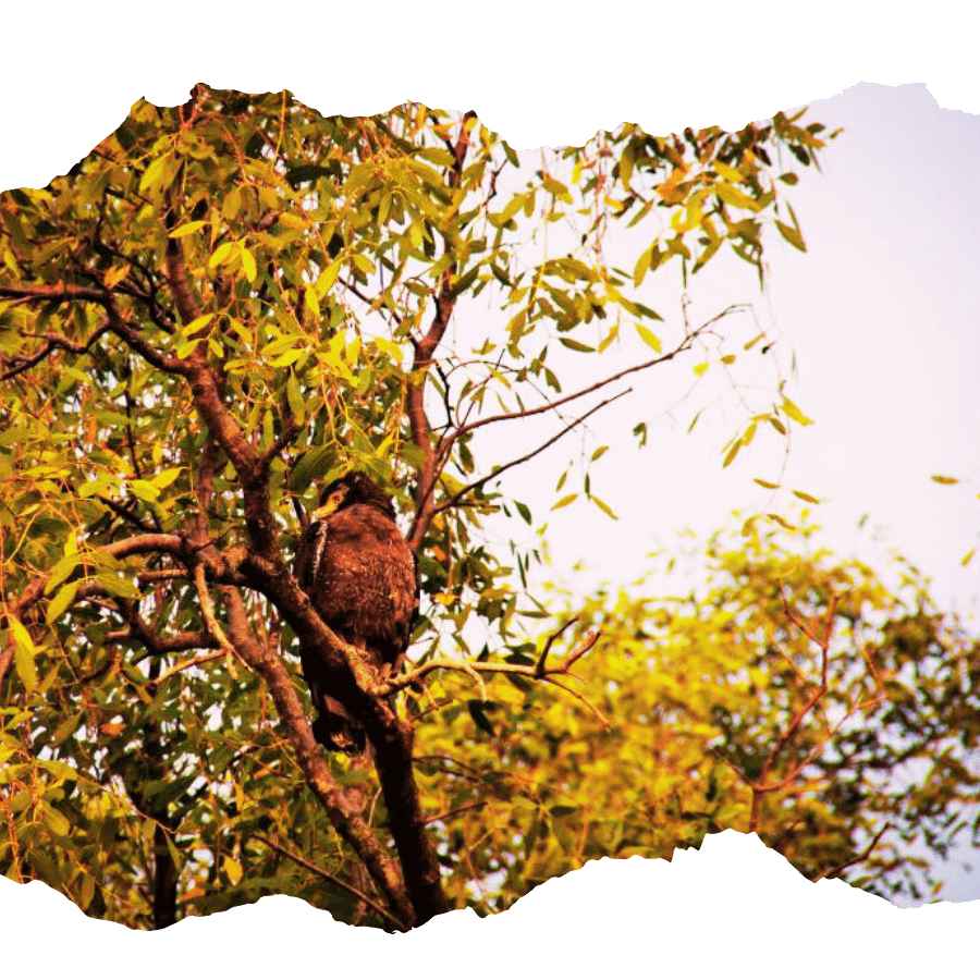 Biological excursion trip observing wildlife in Sundarban forest