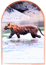royal-bengal-tiger-sundarban-forest-trip