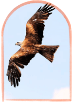 sundarban biological excursion wildlife