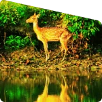 spotted deer during sundarban wildlife explore