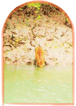 sundarban-mangrove-forest-river-view-trip
