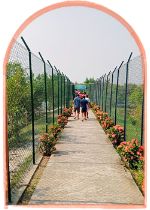 sundarban-mangrove-trees-landscape-tour