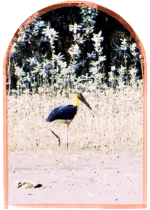 rare birds during sundarban trip