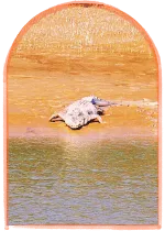 crocodile near river bank during sundarban trip