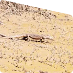 wildlife habitat in mangrove forest