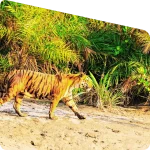 protected tiger reserve zone