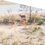 wildlife photography of sundarban forest