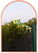 sundarban-watch-tower-forest-view-trip