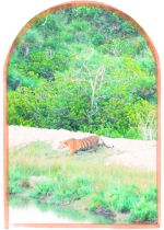 sundarban-trip-wildlife-safari-tour