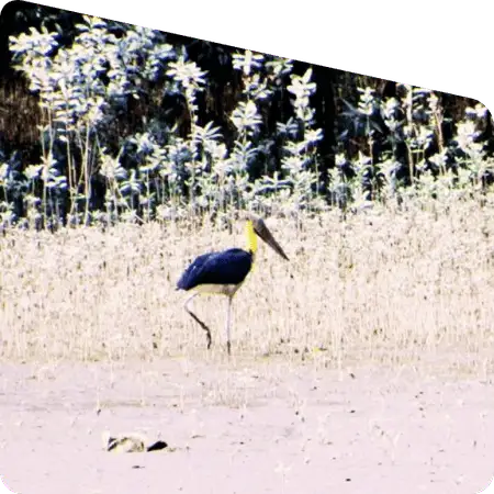 birds flying over Sundarban river area