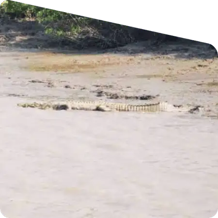 crocodile resting in Sundarban river bank wildlife trip