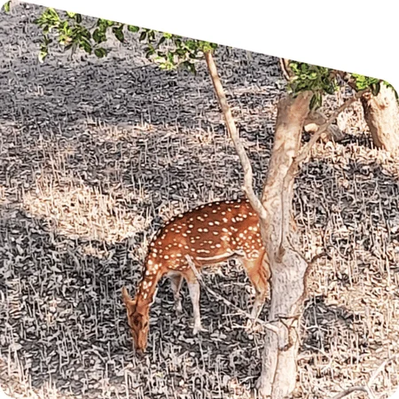 spotted deer near river bank in Sundarban wildlife tour