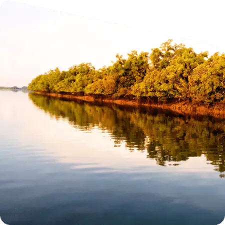 dense mangrove forest Sundarban landscape