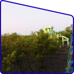 Dobanki watch tower canopy walk Sundarban mangrove forest experience