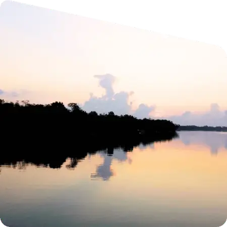 forest reflection in Sundarban river water