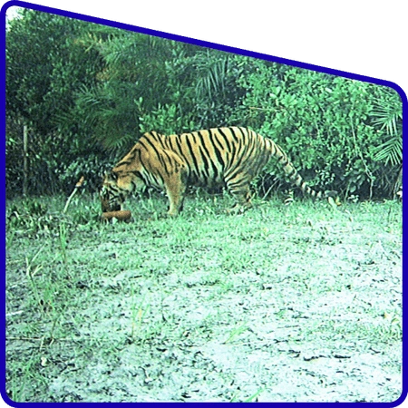 Mangrove forest tiger view during Hilsa Festival