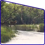 Best experience view royal bengal tiger in special tour