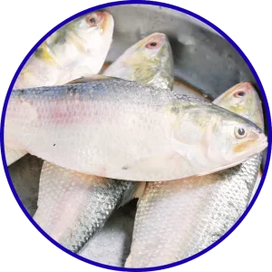 Hilsa Festival Tour from Canning Sundarban travel package