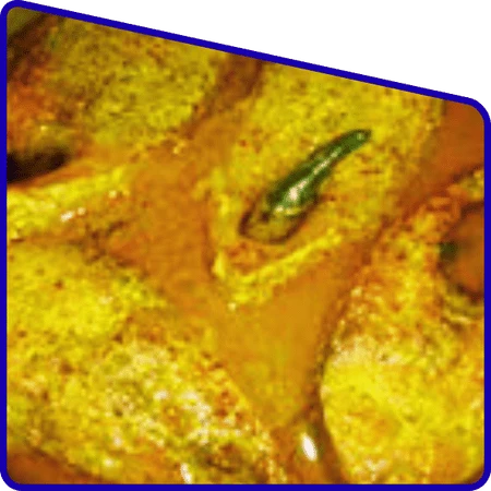 Traditional Hilsa dishes served in Hilsa Festival