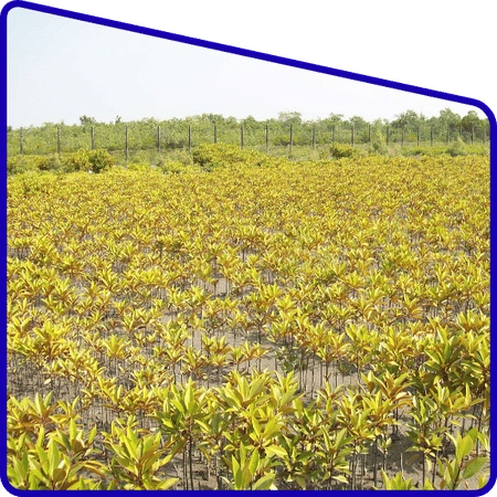 Botany students studying mangrove plants in Sundarban forest