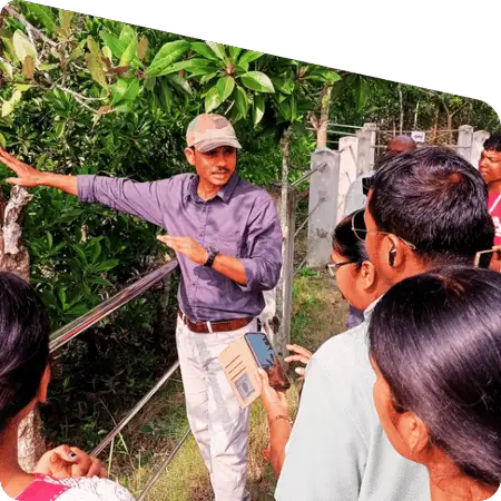 mangrove roots in Sundarban forest ecosystem