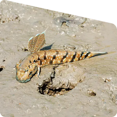 mudskipper fish in Sundarban muddy land