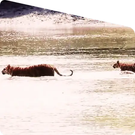 narrow river path inside Sundarban forest