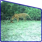 Tiger watching from sudhanyakhali watch tower Gangasagar Tour