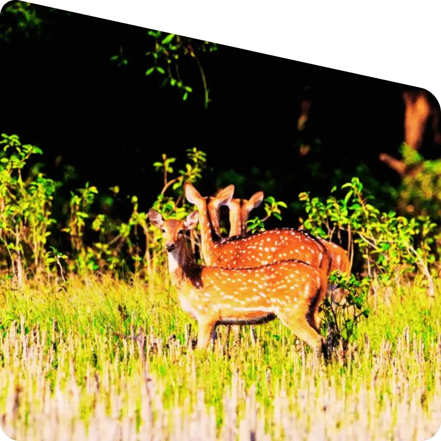 Sundarban adventure tour forest safari