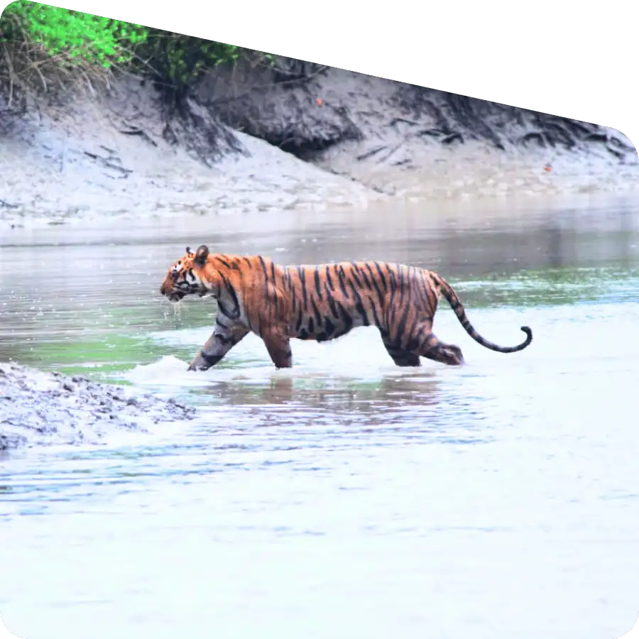 best time to visit Sundarban travel season