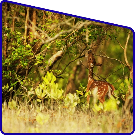 Students studying biodiversity in Sundarban mangrove forest
