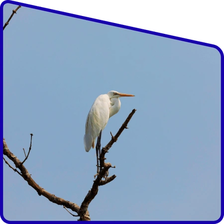 Students watching birds during Sundarban excursion trip