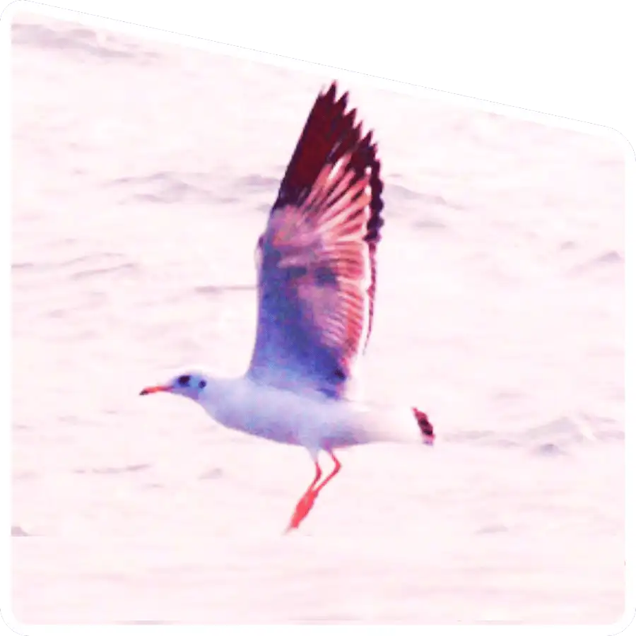 bird watching in Sundarban forest area