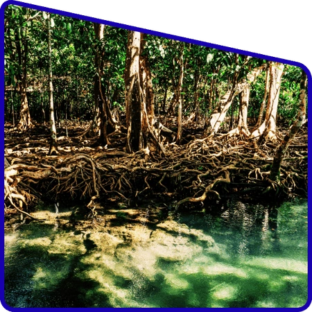 Students observing climate change effects in Sundarban region