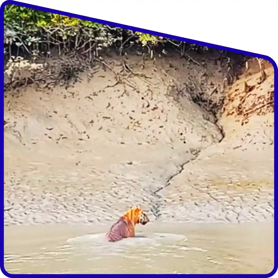 Sundarban Core Area Tour tiger habitat near riverbank